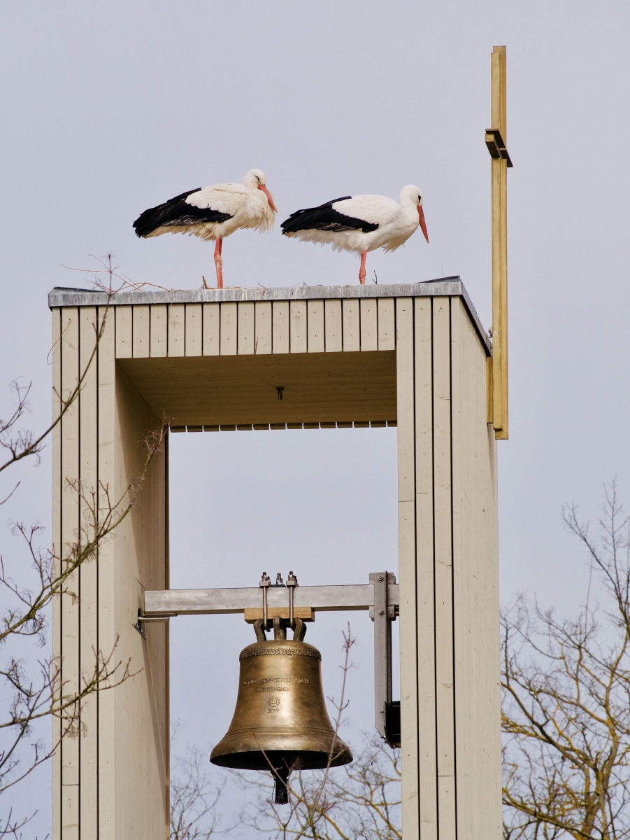 Zwei STörche sitzen auf dem Glockenturm in Wenzenbach